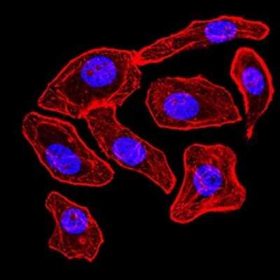 Immunocytochemistry/ Immunofluorescence: Synapsin I Antibody (7H10G6) - BSA Free [NBP2-61895]
