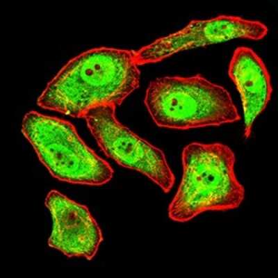 Immunocytochemistry/ Immunofluorescence: Synapsin I Antibody (7H10G6) - BSA Free [NBP2-61895]