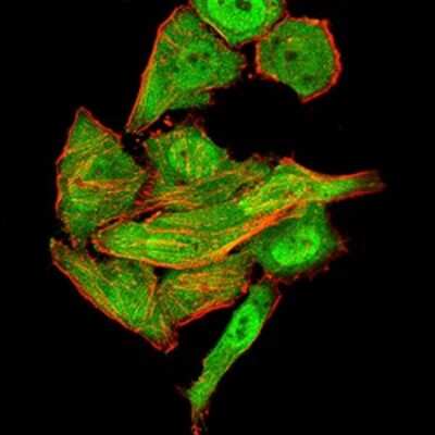 Immunocytochemistry/ Immunofluorescence: Synapsin I Antibody (7H10G6) - BSA Free [NBP2-61895]