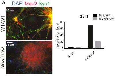 Immunocytochemistry/ Immunofluorescence: Synapsin I Antibody [NB300-104]