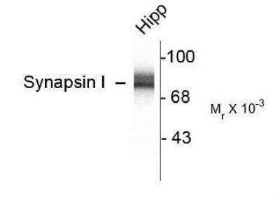 Western Blot: Synapsin I Antibody [NB300-104]