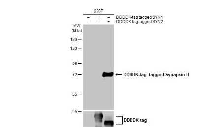 Western Blot: Synapsin II Antibody [NBP3-13445]