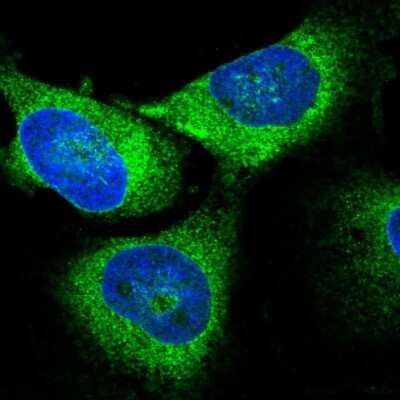 Immunocytochemistry/ Immunofluorescence: Synaptic glycoprotein SC2 Antibody [NBP2-49230]