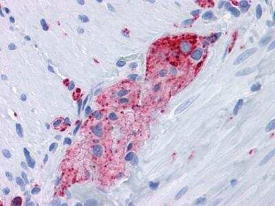 Immunohistochemistry-Paraffin: Synaptophysin Antibody (7H12) - BSA Free [NBP1-47483]