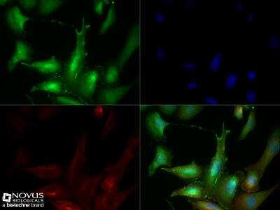 Immunocytochemistry/ Immunofluorescence: Synaptophysin Antibody - BSA Free [NBP2-25170]