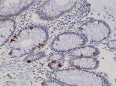 Immunohistochemistry-Paraffin: Synaptophysin Antibody (RM258) [NBP2-61589]