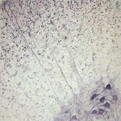 Immunohistochemistry: Synaptotagmin 2 Antibody [NB100-91297]