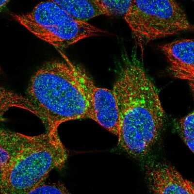 Immunocytochemistry/ Immunofluorescence: Synaptotagmin 4 Antibody [NBP2-13408]