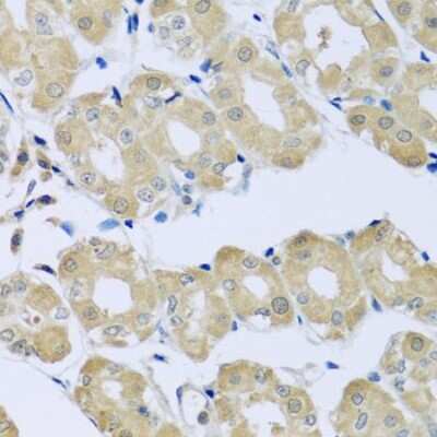 Immunohistochemistry-Paraffin: Synaptotagmin 4 Antibody - BSA Free [NBP2-93411]