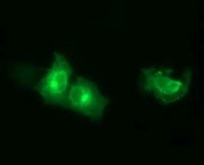 Immunocytochemistry/ Immunofluorescence: Synaptotagmin 4 Antibody (OTI4H3) - Azide and BSA Free [NBP2-74415]
