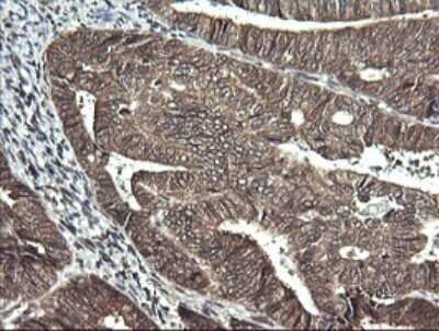 Immunohistochemistry: Synaptotagmin 4 Antibody (OTI4H3) - Azide and BSA Free [NBP2-74415]