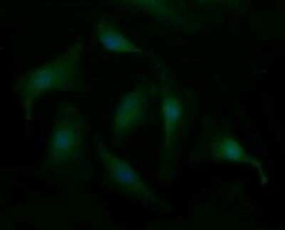 Immunocytochemistry/ Immunofluorescence: Synaptotagmin 4 Antibody (OTI4H3) [NBP2-46045]