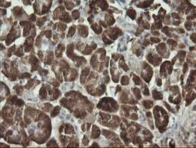Immunohistochemistry: Synaptotagmin 4 Antibody (OTI4H3) [NBP2-46045]