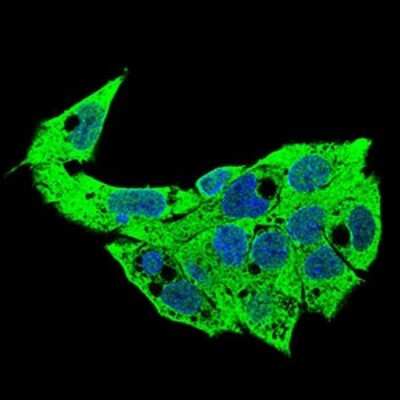 Immunocytochemistry/ Immunofluorescence: Syndecan-1/CD138 Antibody (1A3H4) - BSA Free [NBP2-37282]