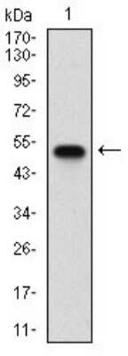 Western Blot: Syndecan-1/CD138 Antibody (1A3H4)BSA Free [NBP2-37282]