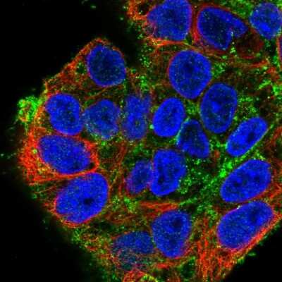 Immunocytochemistry/ Immunofluorescence: Syndecan-2/CD362 Antibody [NBP2-58489]