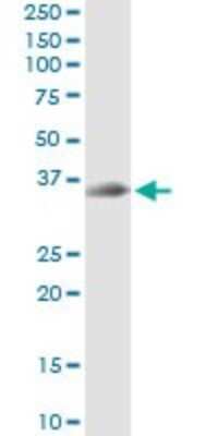Immunoprecipitation: Syntaxin 12 Antibody (3B9) [H00023673-M01]