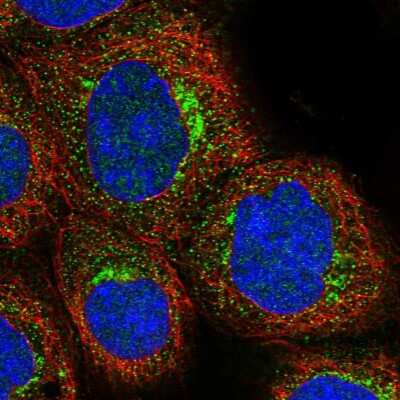 Immunocytochemistry/ Immunofluorescence: Syntaxin 16 Antibody [NBP1-92467]
