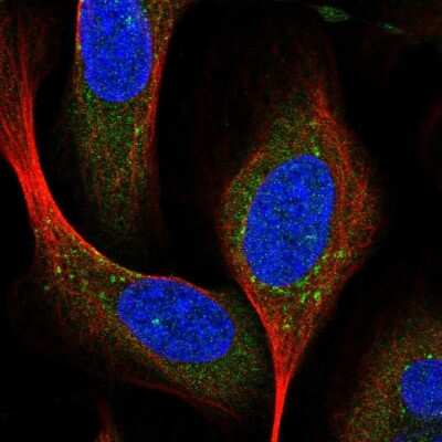 Immunocytochemistry/ Immunofluorescence: Syntaxin 16 Antibody [NBP1-92468]