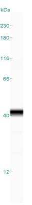 Simple Western: Syntaxin 16 Antibody [NBP1-92467]