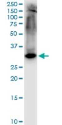 Western Blot: Syntaxin 1A Antibody (1B11-1A8) [H00006804-M02]