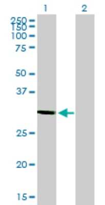 Western Blot: Syntaxin 1A Antibody (1B11-1A8) [H00006804-M02]