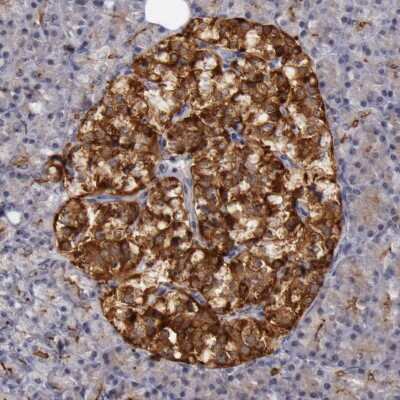Immunohistochemistry-Paraffin: Syntaxin 3 Antibody [NBP1-86984]