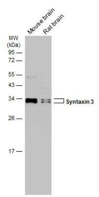 Western Blot: Syntaxin 3 Antibody [NBP2-15131]