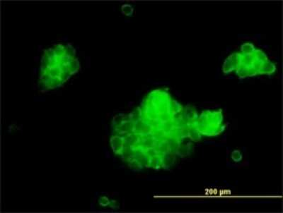 Immunocytochemistry/ Immunofluorescence: Syntaxin 5 Antibody (5A6) [H00006811-M01]