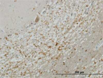 Immunohistochemistry-Paraffin: Syntaxin 5 Antibody (5A6) [H00006811-M01]