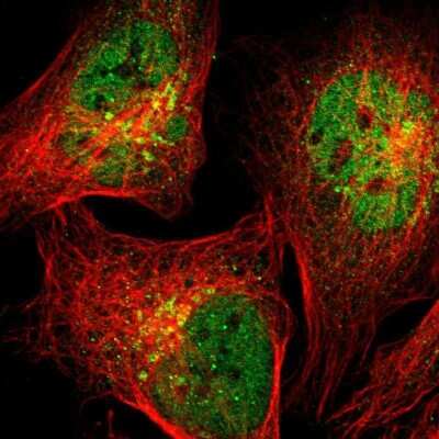 Immunocytochemistry/ Immunofluorescence: Syntaxin 5 Antibody [NBP1-80771]