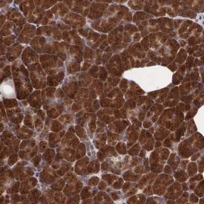 Immunohistochemistry-Paraffin: Syntaxin 5 Antibody [NBP1-80771]