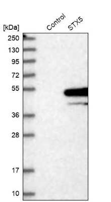 Western Blot: Syntaxin 5 Antibody [NBP1-80771]