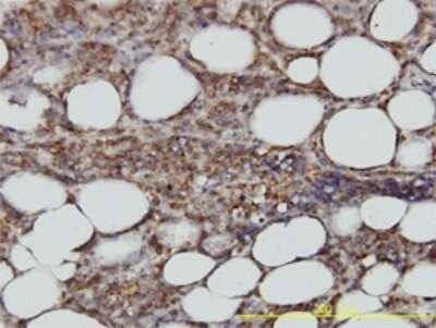 Immunohistochemistry-Paraffin: Syntaxin 6 Antibody (1G2) [H00010228-M01]