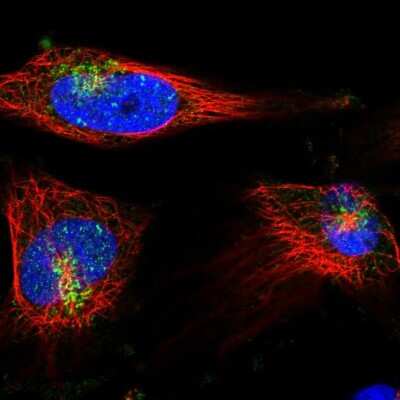Immunocytochemistry/ Immunofluorescence: Syntaxin 6 Antibody [NBP1-85869]