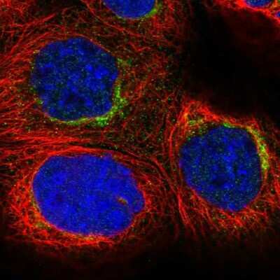Immunocytochemistry/ Immunofluorescence: Syntaxin 6 Antibody [NBP2-38417]