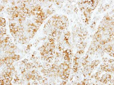 Immunohistochemistry-Paraffin: Syntaxin 6 Antibody [NBP2-15132]