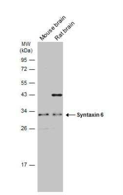 Western Blot: Syntaxin 6 Antibody [NBP2-15132]