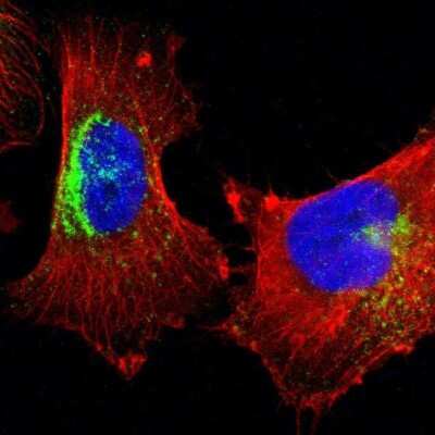 Immunocytochemistry/ Immunofluorescence: Syntaxin 7 Antibody [NBP1-87497]