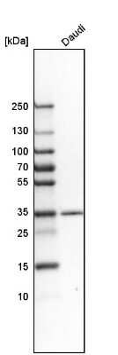 Western Blot: Syntaxin 7 Antibody [NBP1-87497]