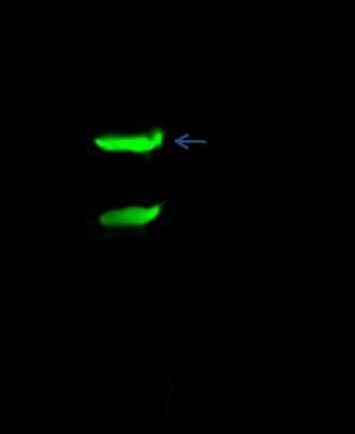 Immunoprecipitation: Syntaxin 8 Antibody [NBP2-98825]