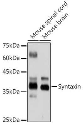 Western Blot: Syntaxin Antibody (7D9V8) [NBP3-15934]