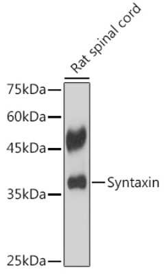 Western Blot: Syntaxin Antibody (7D9V8) [NBP3-15934]