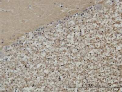 Immunohistochemistry-Paraffin: Syntaxin-BP1 Antibody (6D1) [H00006812-M01]