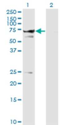 Western Blot: Syntaxin-BP1 Antibody (6D1) [H00006812-M01]