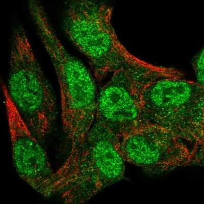 Immunocytochemistry/ Immunofluorescence: Syntaxin-BP1 Antibody [NBP1-83139]