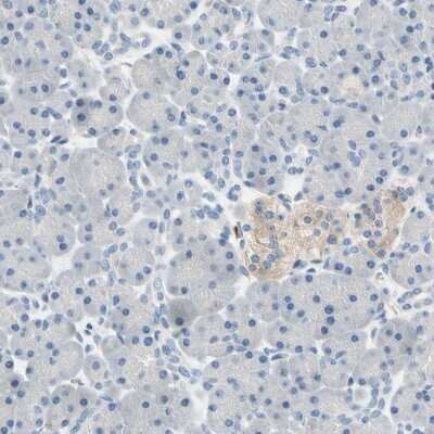 Immunohistochemistry-Paraffin: Syntaxin-BP1 Antibody [NBP1-83139]
