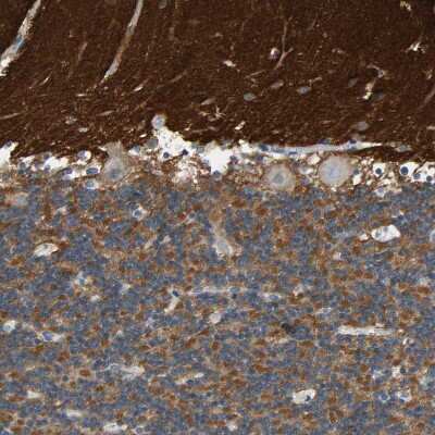 Immunohistochemistry-Paraffin: Syntaxin-BP1 Antibody [NBP1-83139]