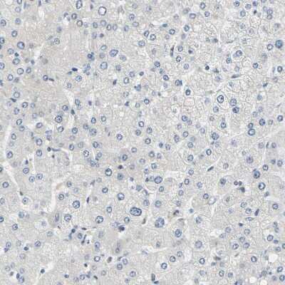 Immunohistochemistry-Paraffin: Syntaxin-BP1 Antibody [NBP1-83139]