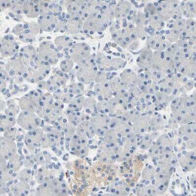 Immunohistochemistry-Paraffin: Syntaxin-BP1 Antibody [NBP1-83139]